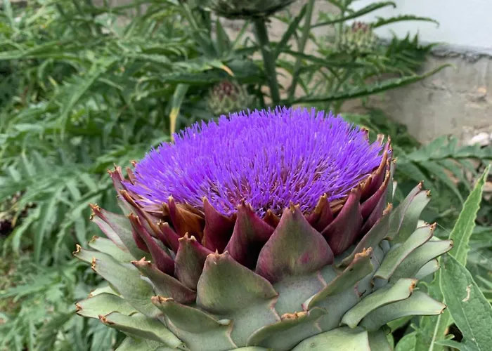 Apartamento Amazing Sea View *