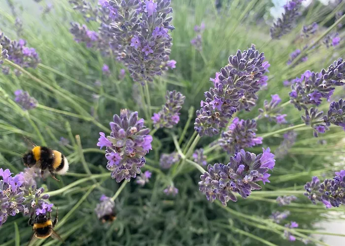 Amazing Sea View Apartman